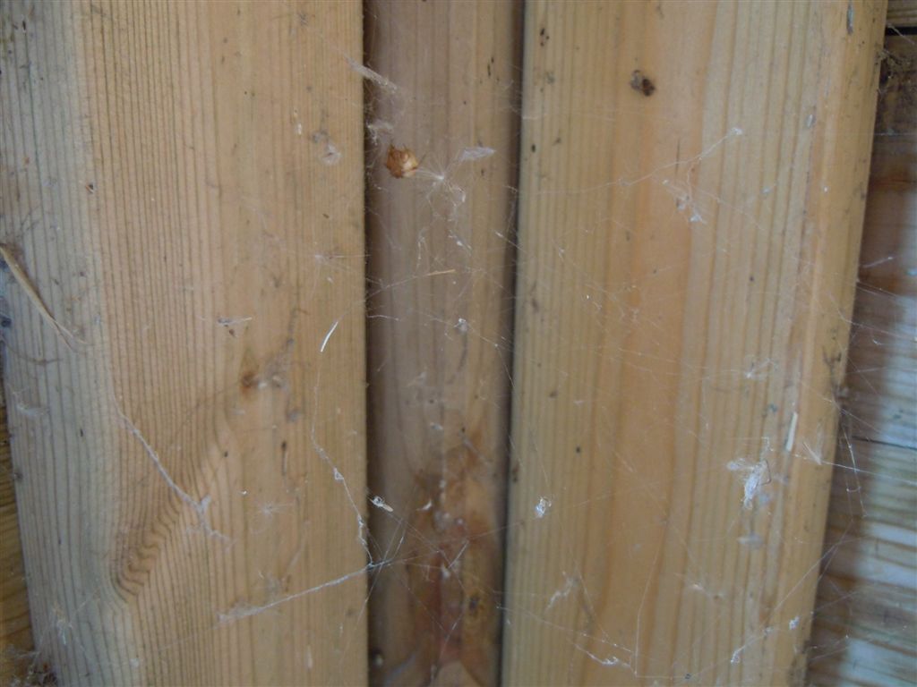 Parasteatoda sp.